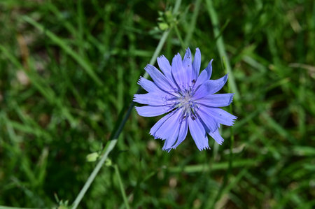 Blue flower of chicory (Cichorium intybus)の写真素材