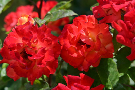 Beautiful red roses in the garden, close-up photo.の写真素材