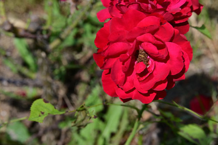 Beautiful red rose in the garden on a sunny summer day.の写真素材