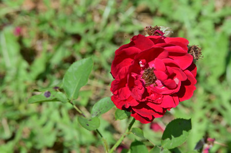 Beautiful red rose on a background of green grass in the gardenの写真素材
