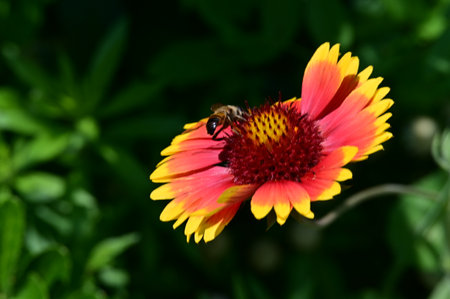 Bee on a flower in the garden, bee pollinates a flowerの写真素材