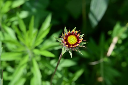 Close up of a red flower on a green background in the gardenの写真素材