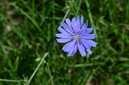 Blue flower of chicory (Cichorium intybus)の写真素材