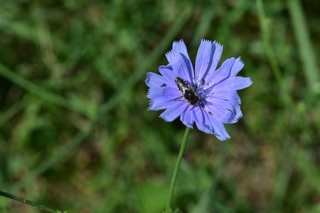 Blue flower of chicory with bee on it, close-upの写真素材