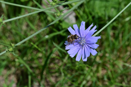 Blue flower of chicory and bee on a background of green grassの写真素材