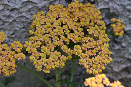 Flowers of yarrow (Achillea millefolium)の写真素材