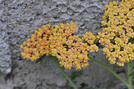 Yarrow (Achillea millefolium) flowersの写真素材