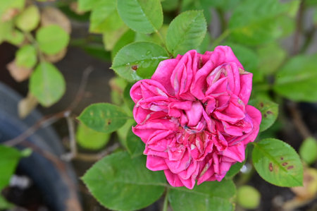pink rose in the garden, beautiful roses in the garden.の写真素材