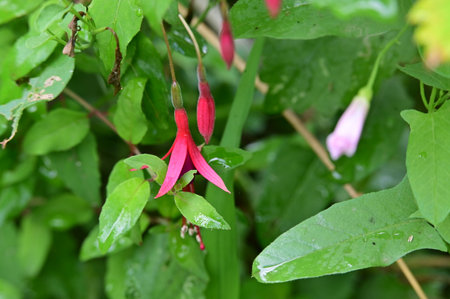 Fuchsia flowers in the garden with rain drops on the leavesの写真素材