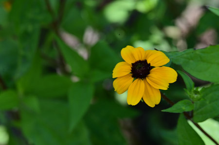 Yellow flower with green leaves in the background. Shallow depth of field.の写真素材