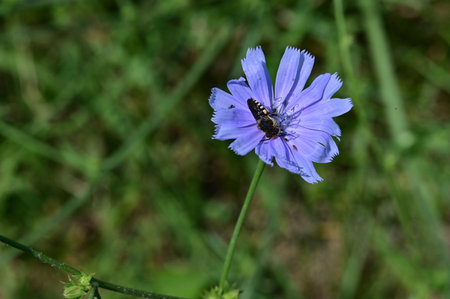 Cichorium intybus or common chicory flower with beeの写真素材