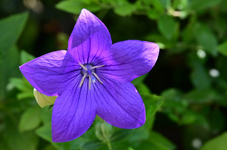 Purple Platycodon grandiflorus flower in gardenの写真素材