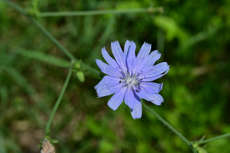 Blue flower of chicory (Cichorium intybus)の写真素材