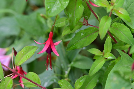 Fuchsia flower blooming in the garden with rain drops.の写真素材