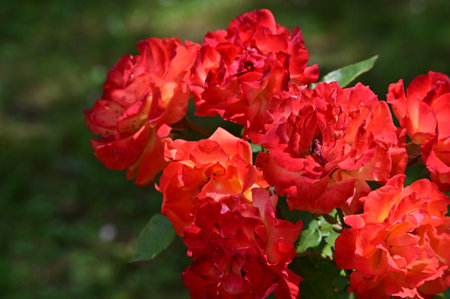 Beautiful red roses in the garden on a sunny summer day.の写真素材