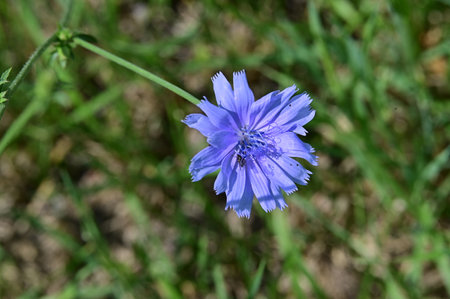 Blue flower of chicory (Cichorium intybus)の写真素材