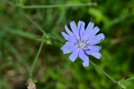 Chicory flower (Cichorium intybus)の写真素材