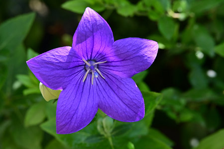 purple flower of Platycodon grandiflorus in gardenの写真素材