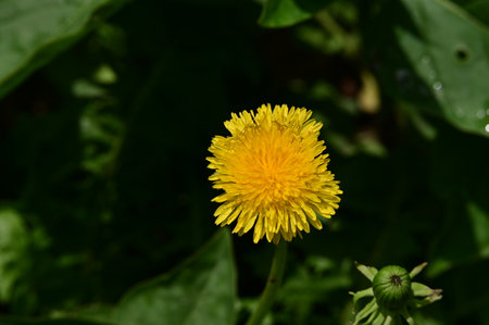 Yellow dandelion flower on a background of green leaves in the gardenの写真素材