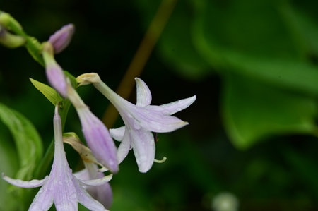 Purple flower with water droplets on petals in the gardenの写真素材