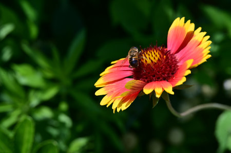 Bee on a flower in the garden. Selective focus. nature.の写真素材