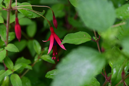 Beautiful red fuchsia flower in the garden. Selective focus.