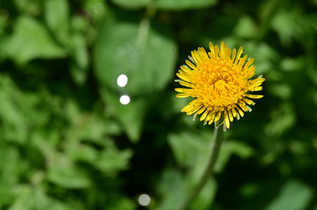 Yellow dandelion flower on green background with bokeh.の写真素材
