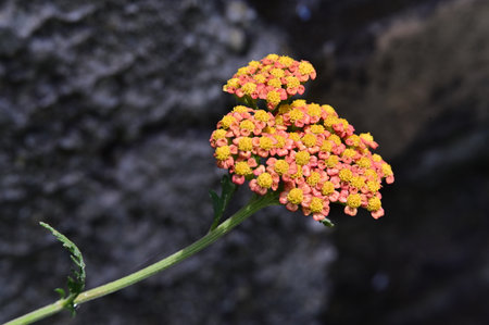 Yarrow (Achillea millefolium) flowersの写真素材