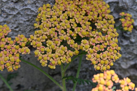 Yarrow (Achillea millefolium) in bloomの写真素材