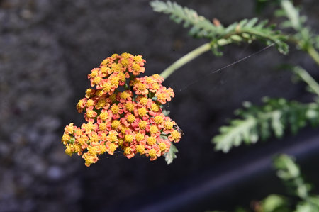 blooming yarrow in the garden, close-up of photoの写真素材