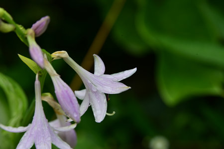 Close up of a purple and white flower with green leaves in the backgroundの写真素材