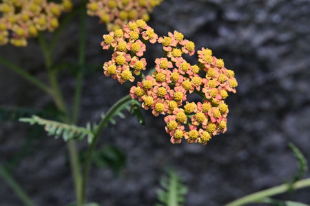 Achillea millefolium, commonly known as common millefoliumの写真素材