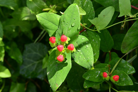 Close up of small red flowers with green leaves and water drops.の写真素材