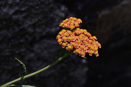 Achillea millefolium, commonly known as common yarrowの写真素材