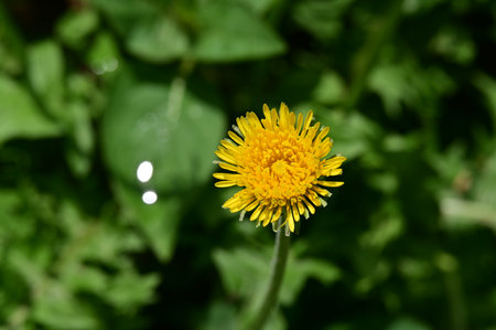 Yellow dandelion flower on a background of green grass in springの写真素材