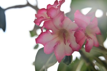 Desert rose or Impala Lily or Mock Azalea flowerの写真素材