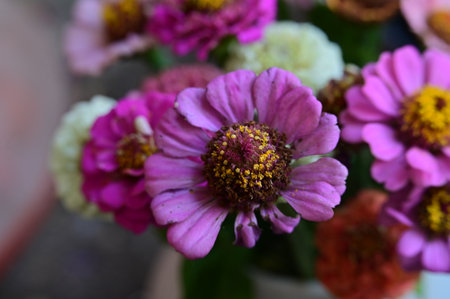 Colorful zinnia flowers in the garden. Selective focus.の写真素材