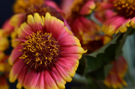 Beautiful bouquet of bright flowers on a dark background close upの写真素材