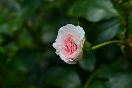 White rose with green leaves on a background of green foliage close-upの写真素材