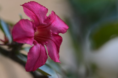 Desert rose, Impala Lily, Mock Azalea flowerの写真素材