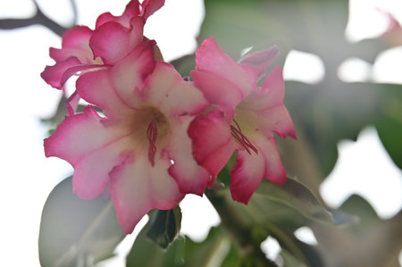 Desert rose or Impala Lily or Mock Azalea flowerの写真素材