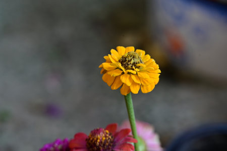 Beautiful zinnia flowers in the garden, selective focus.の写真素材