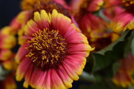 Close-up of a red and yellow flower of Gaillardia pulcherrimaの写真素材