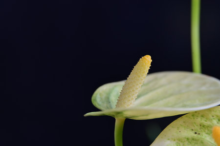 Close up of anthurium flower on black background with copy spaceの写真素材