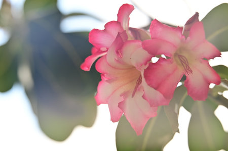 Desert rose or Impala Lily or Mock Azalea flower.の写真素材
