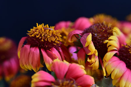 Beautiful bouquet of chrysanthemums close-upの写真素材