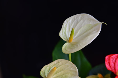 Beautiful Anthurium flower on black background, close-upの写真素材