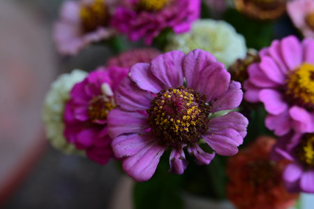 Zinnia elegans, Zinnia violacea Cav.の写真素材