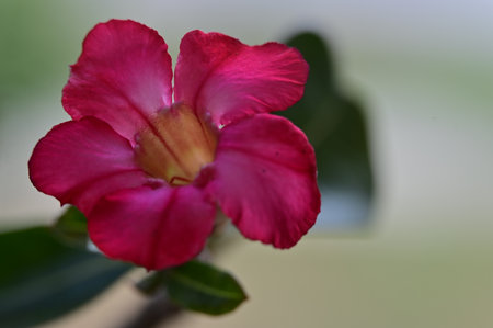 Desert Rose or Impala Lily or Mock Azalea flowerの写真素材