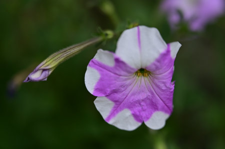 Petunia is a genus of flowering plants in the family Rosaceae.の写真素材